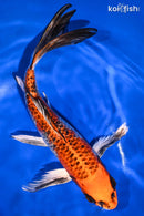 10.25" KUJAKU BUTTERFLY