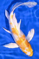8.25" LEMON HARIWAKE BUTTERFLY