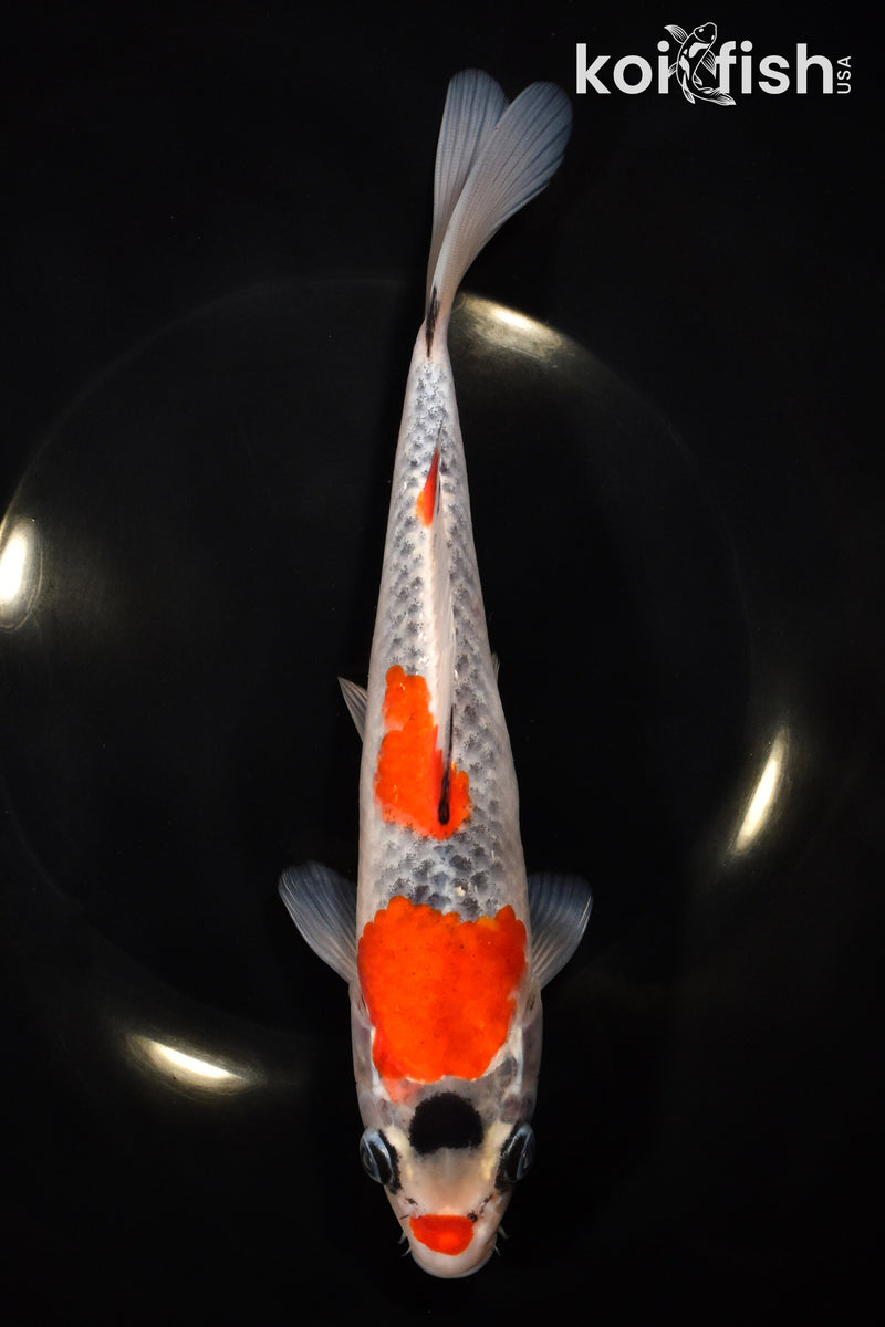 8.5" GOSHIKI