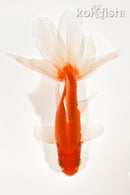 6.25" WATONAI GOLDFISH