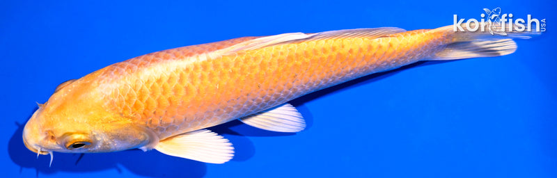 6.75" YAMABUKI OGON