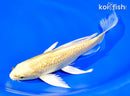 8.5" GINRIN YAMABUKI OGON BUTTERFLY