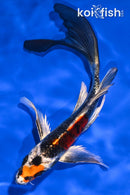 7.25" BENI GINGA BUTTERFLY