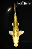 6.75" ARAGOKE KIN KI MATSUBA