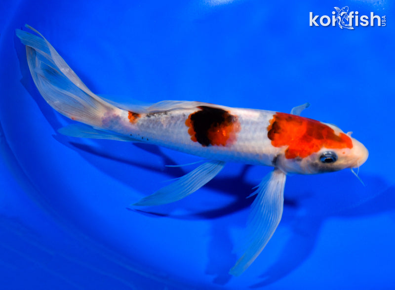8" GOROMO BUTTERFLY