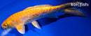 7.75" DOITSU YAMABUKI OGON