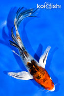 5" YAMATO NISHIKI BUTTERFLY