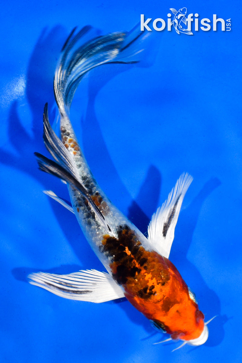 5" YAMATO NISHIKI BUTTERFLY