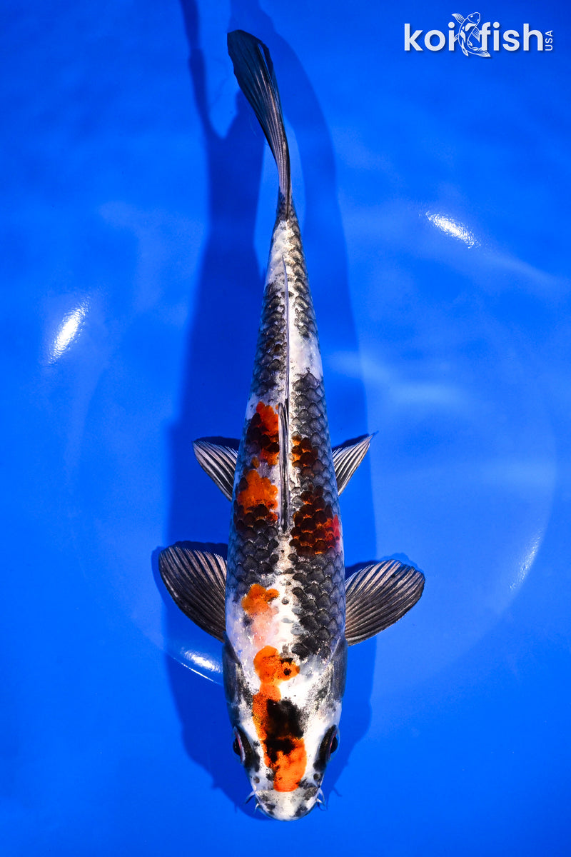 9" KIN SHOWA