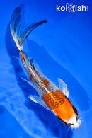 5.5" KUJAKU BUTTERFLY