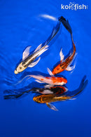 PACK OF (5) 5-6" BUTTERFLY KOI