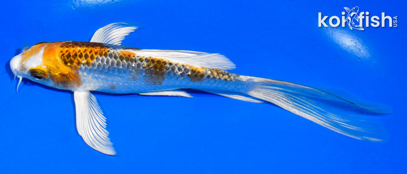 5.5" GINRIN KUJAKU BUTTERFLY