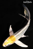 7.5" KUJAKU BUTTERFLY