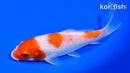 5.5" KOHAKU