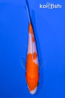 4.75" KOHAKU