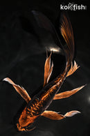 10.25" BENI KIKOKURYU BUTTERFLY