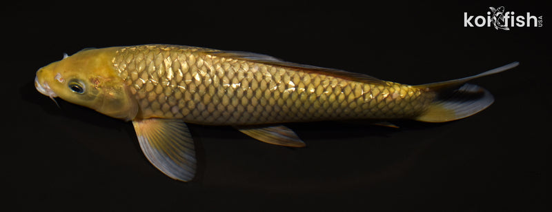 11.5" GINRIN CHAGOI