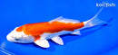 7" KIKUSUI