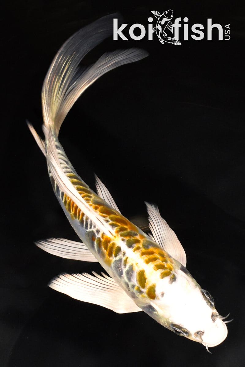 7.5" ARAGOKE KUJAKU BUTTERFLY