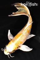 9.5" KUJAKU BUTTERFLY