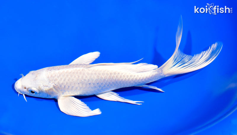 7.75" PLATINUM OGON BUTTERFLY