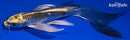 6.25" GINRIN KUJAKU BUTTERFLY