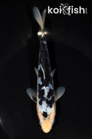 6.75" SHIRO BEKKO