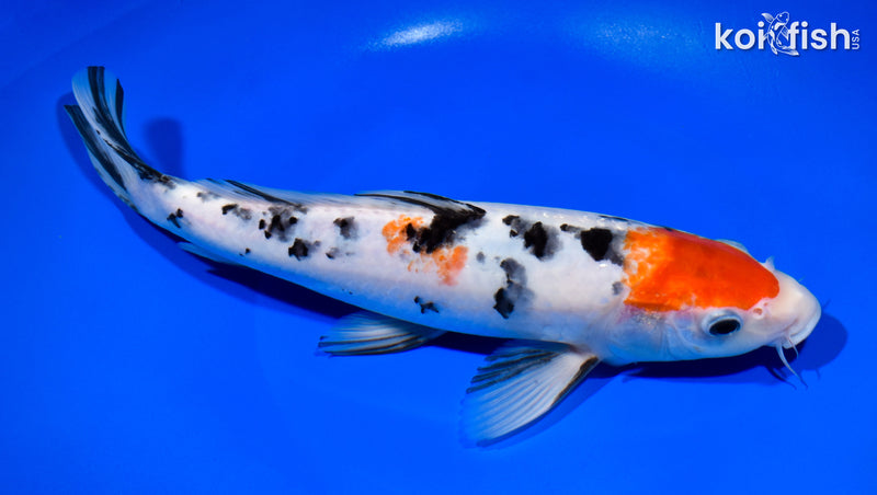 10.5" SANKE