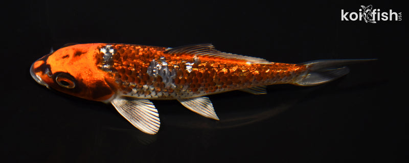 5.75" GINRIN BENI GINGA