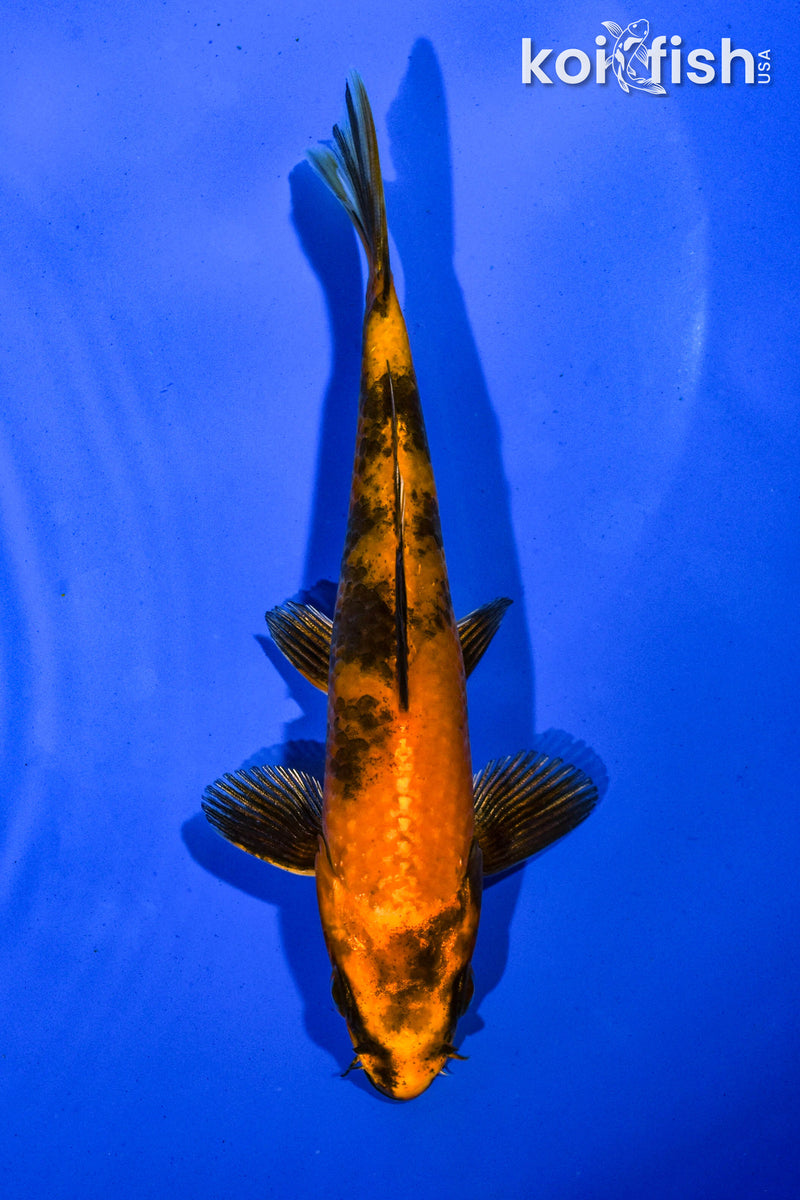 5.5" HI UTSURI