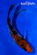 4.5" SANKE BUTTERFLY