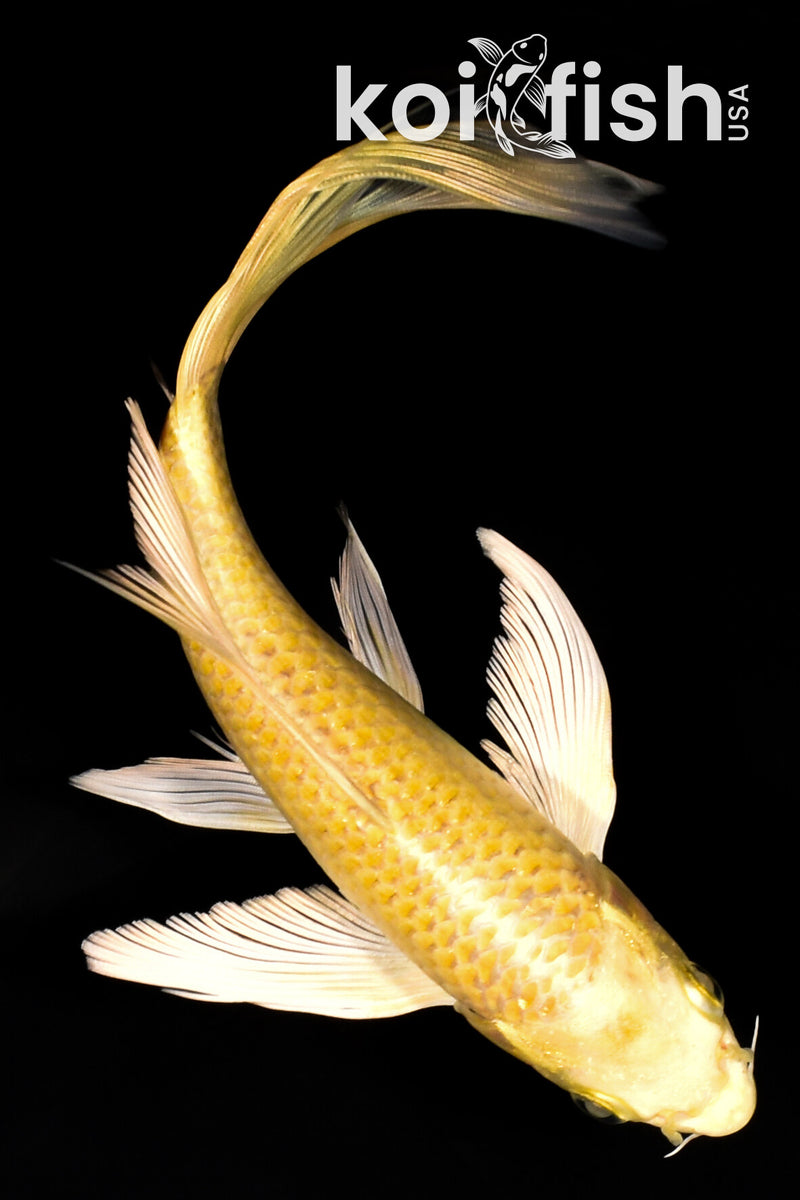 8.25" YAMABUKI OGON BUTTERFLY
