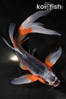 9.25" HI ASAGI BUTTERFLY