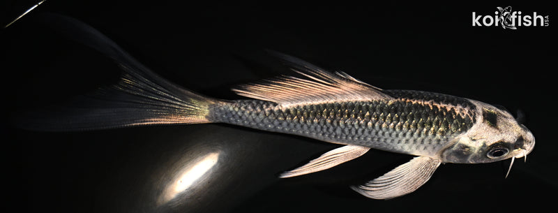 5.25" GINGA BUTTERFLY