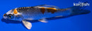 4.5" BENI GINGA