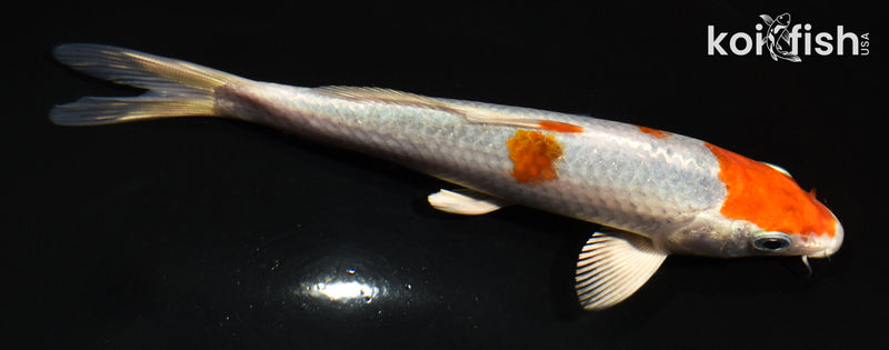 5.5" HARIWAKE