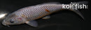 6" OCHIBA SHIGURE