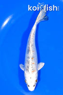 5.25" GINRIN YAMATO NISHIKI