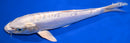 9.5" DOITSU PLATINUM OGON