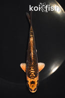 5" ARAGOKE BENI KIKOKURYU