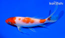 6.75" KOHAKU BUTTERFLY