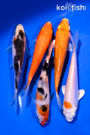 PACK OF (5) 4-5" STANDARD KOI