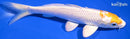 6.75" HARIWAKE