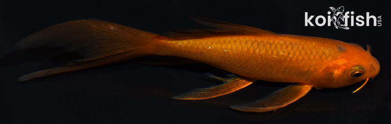 5" CHAGOI BUTTERFLY