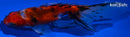 5.75" CALICO WAKIN GOLDFISH