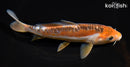 6.5" HI SHUSUI
