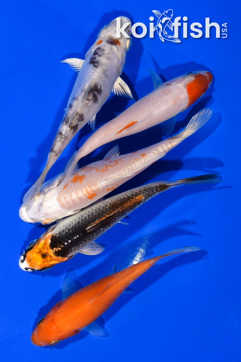 PACK OF (5) 3.5"- 3.75" STANDARD KOI