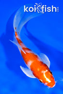 5.5" HARIWAKE BUTTERFLY