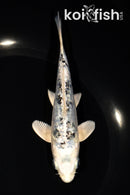 5.75" GINRIN GIN SHIRO BEKKO