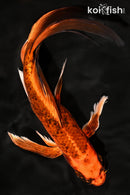 9.25" KIN ORENJI MATSUBA BUTTERFLY
